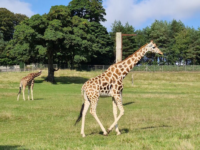 Vista del safari y jardines de Longleat, una excursión perfecta desde Bath.